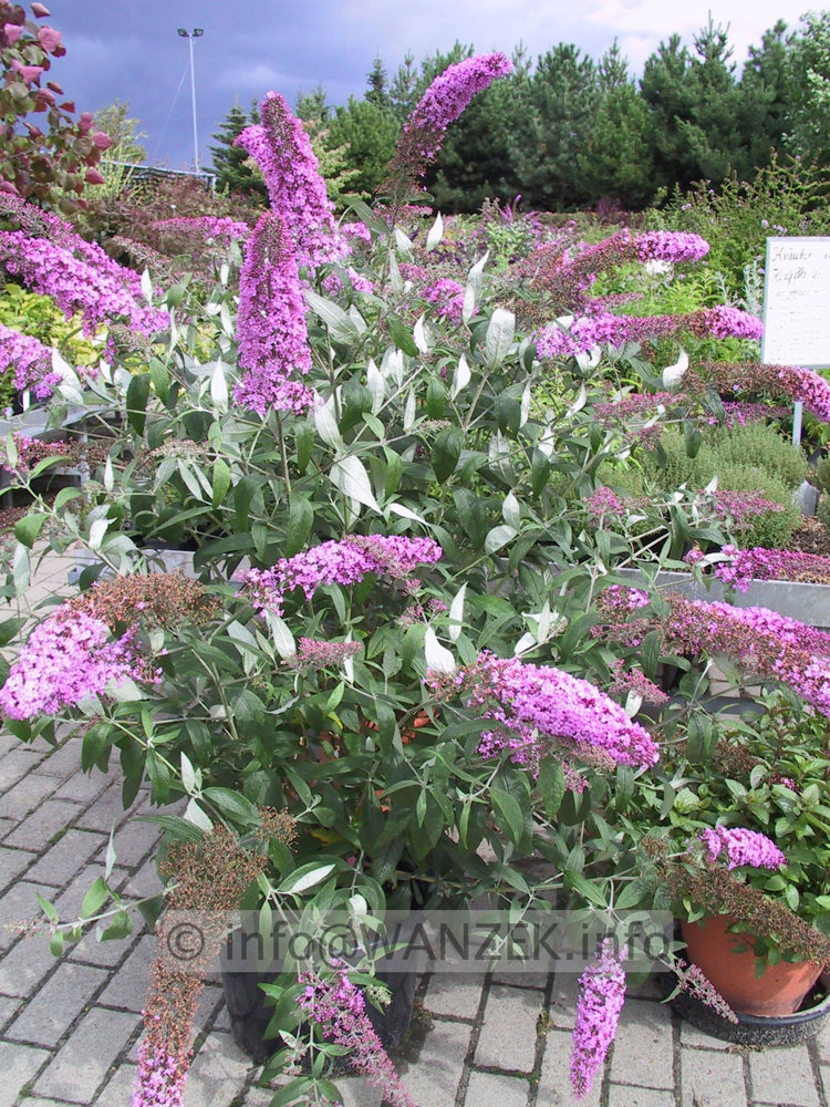 Buddleja Hybride Pink Delight 02.JPG